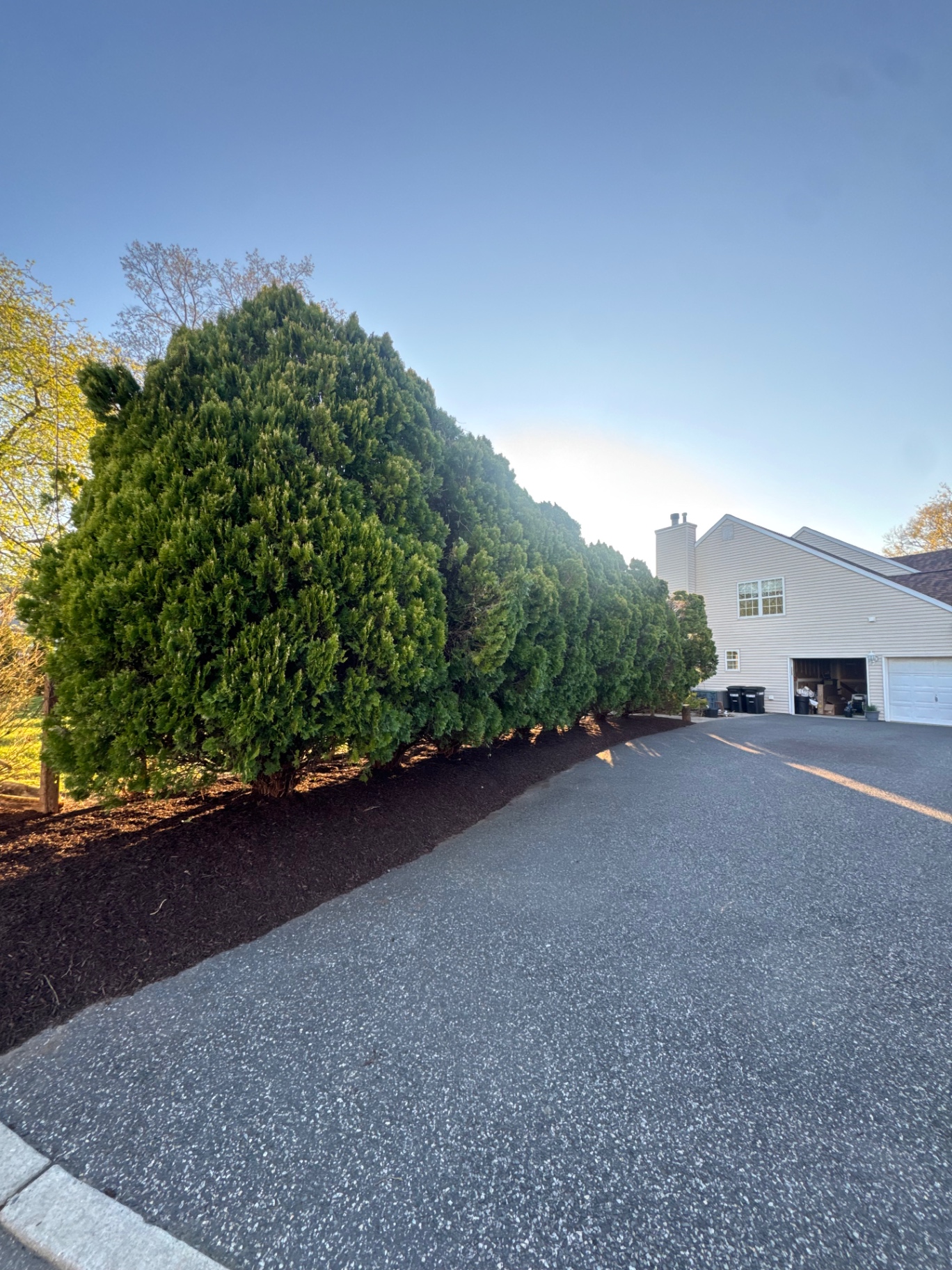 Privacy hedge line