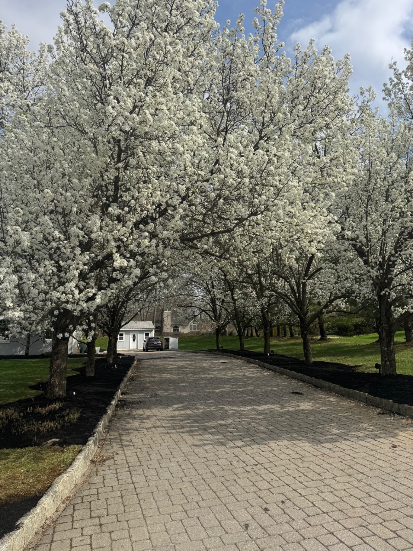 Driveway blossom view